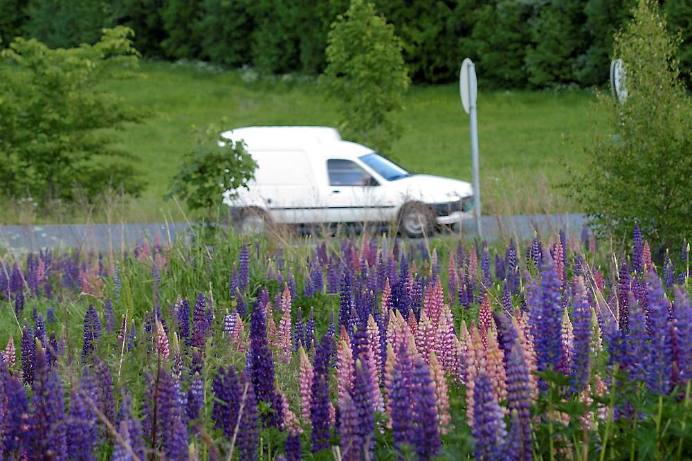 Hagelupin. Foto: Erling Fløistad